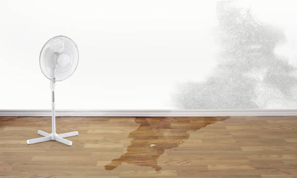 Trusted Estill, SC Water damage restoration Experts